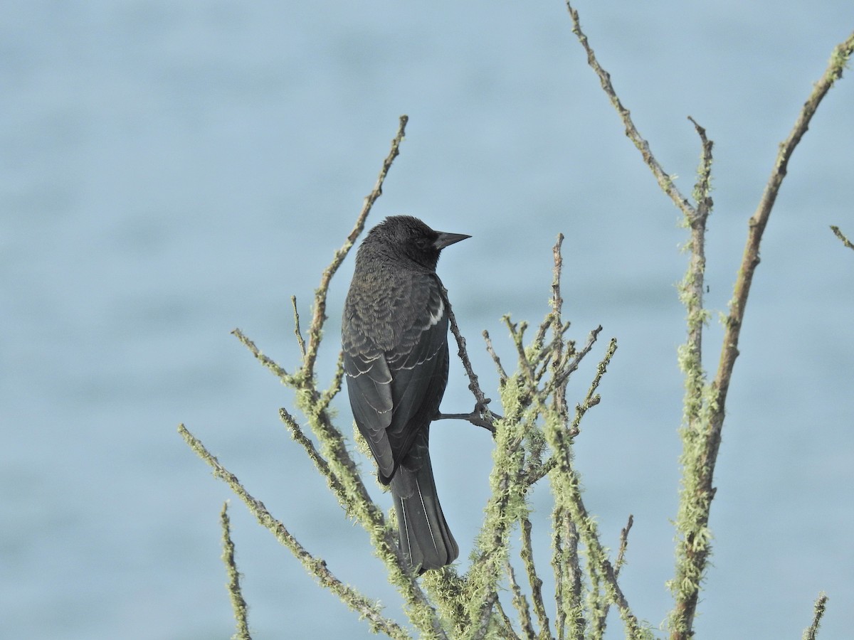 Tricolored Blackbird - ML641780405