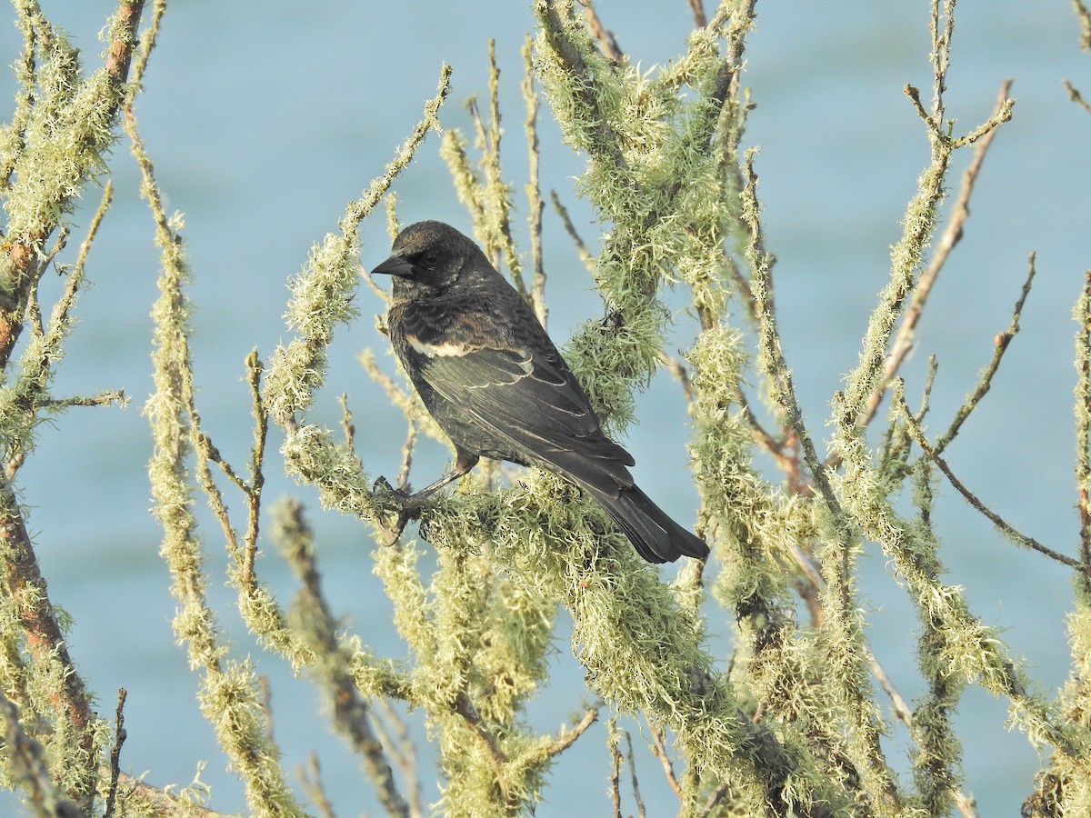 Tricolored Blackbird - ML641780407