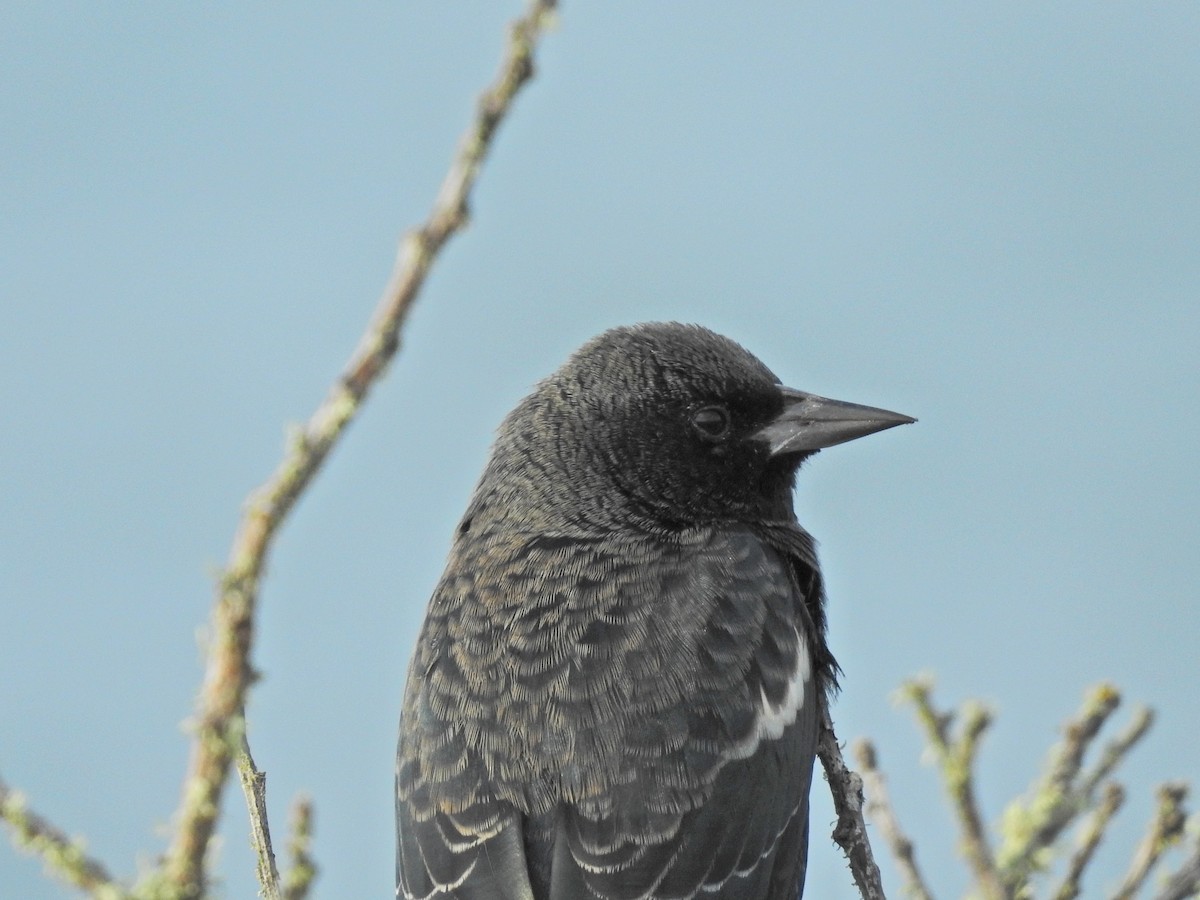 Tricolored Blackbird - ML641780408
