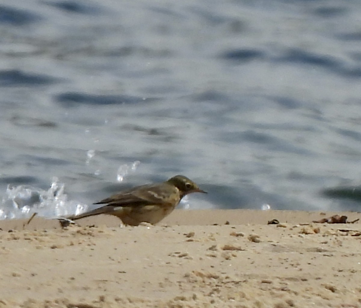 American Pipit - ML641780422