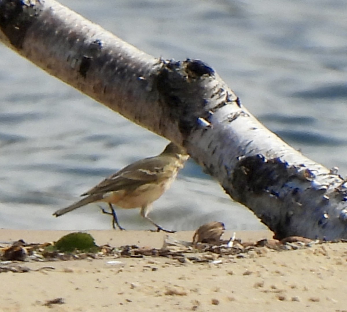 American Pipit - ML641780423