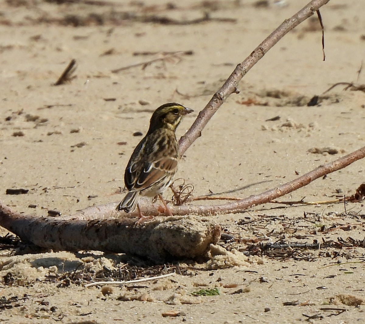 Savannah Sparrow - ML641780439