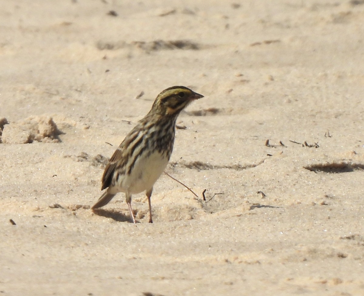 Savannah Sparrow - ML641780440