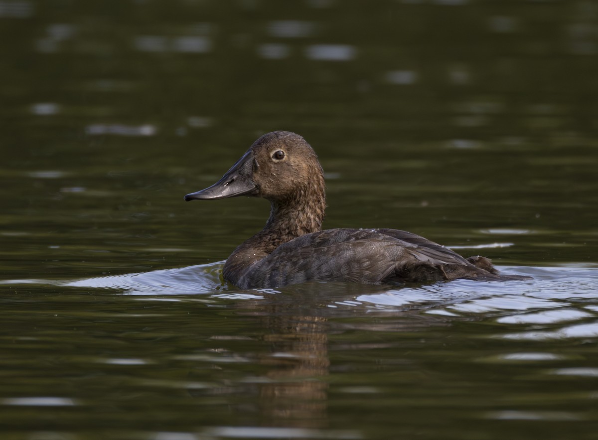 Canvasback - ML641780441