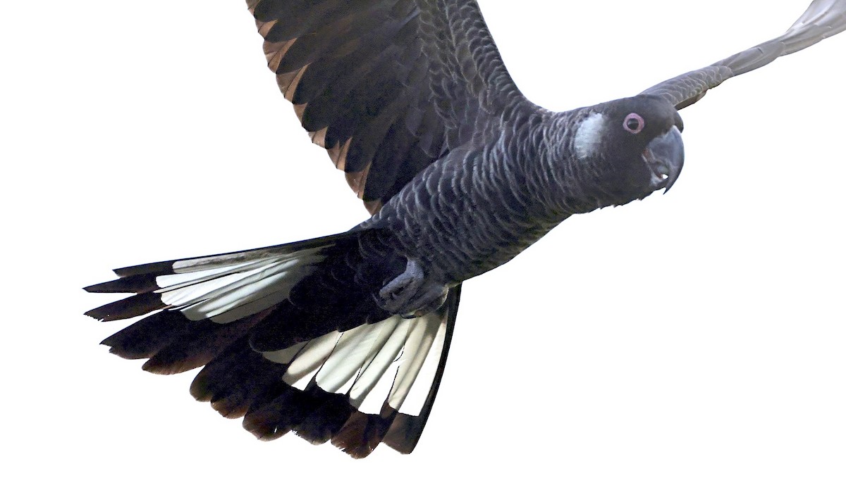 Carnaby's Black-Cockatoo - ML641780443