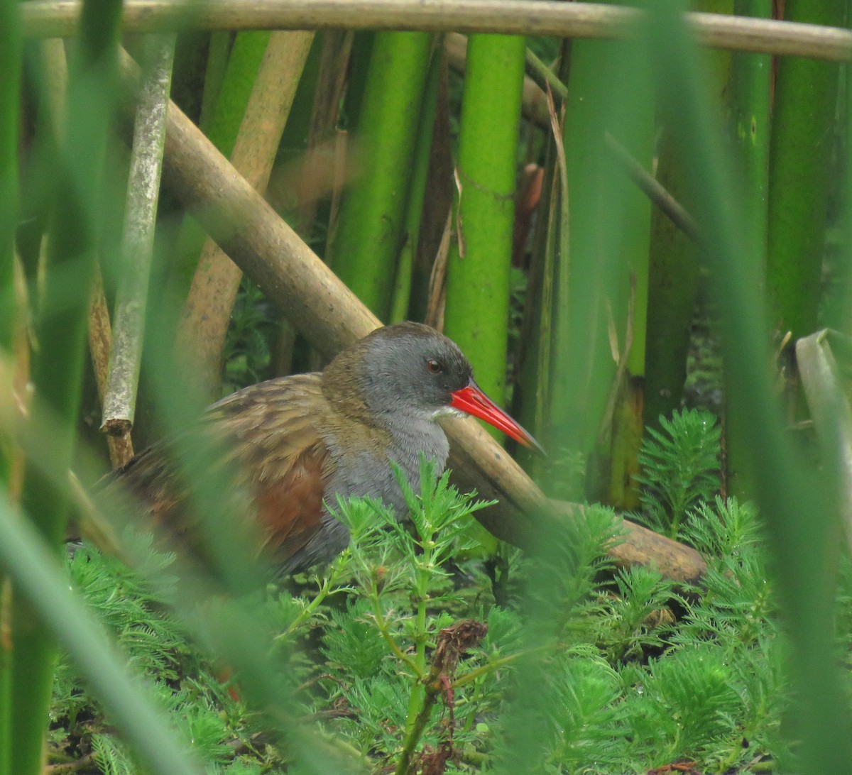 Bogota Rail - ML641780473