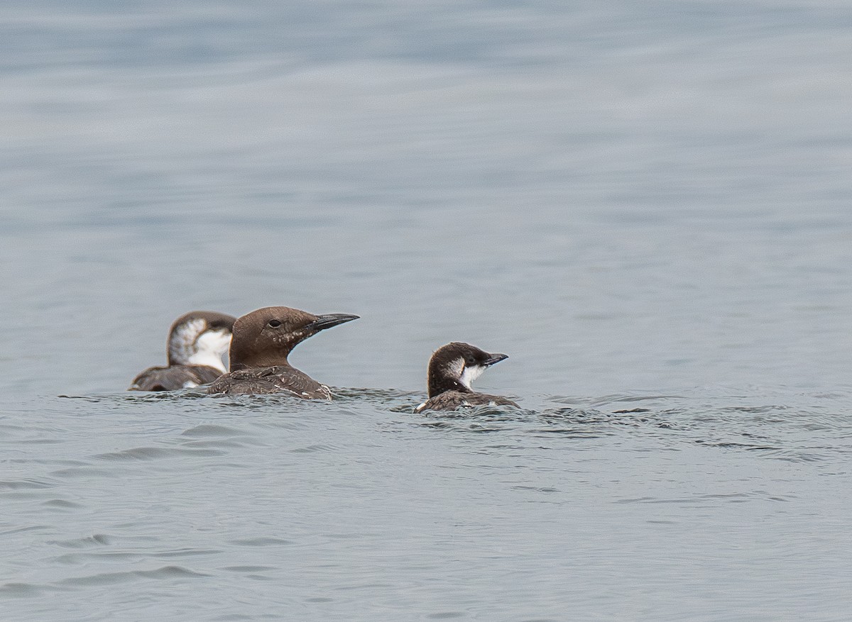 Common Murre - ML641780484