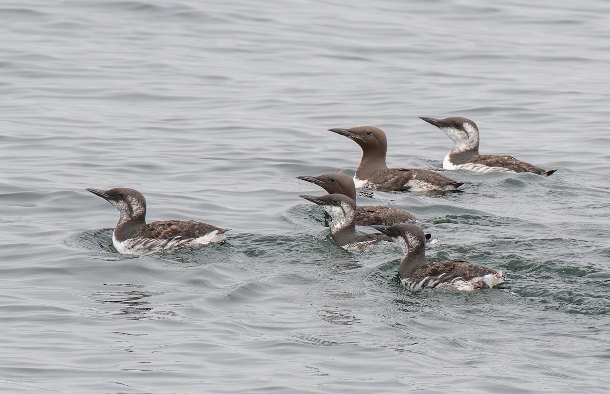 Common Murre - ML641780485