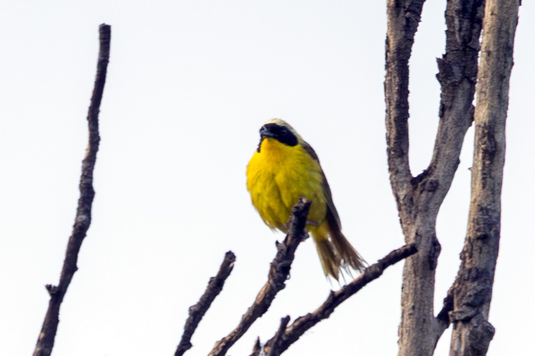 Common Yellowthroat - ML641780502