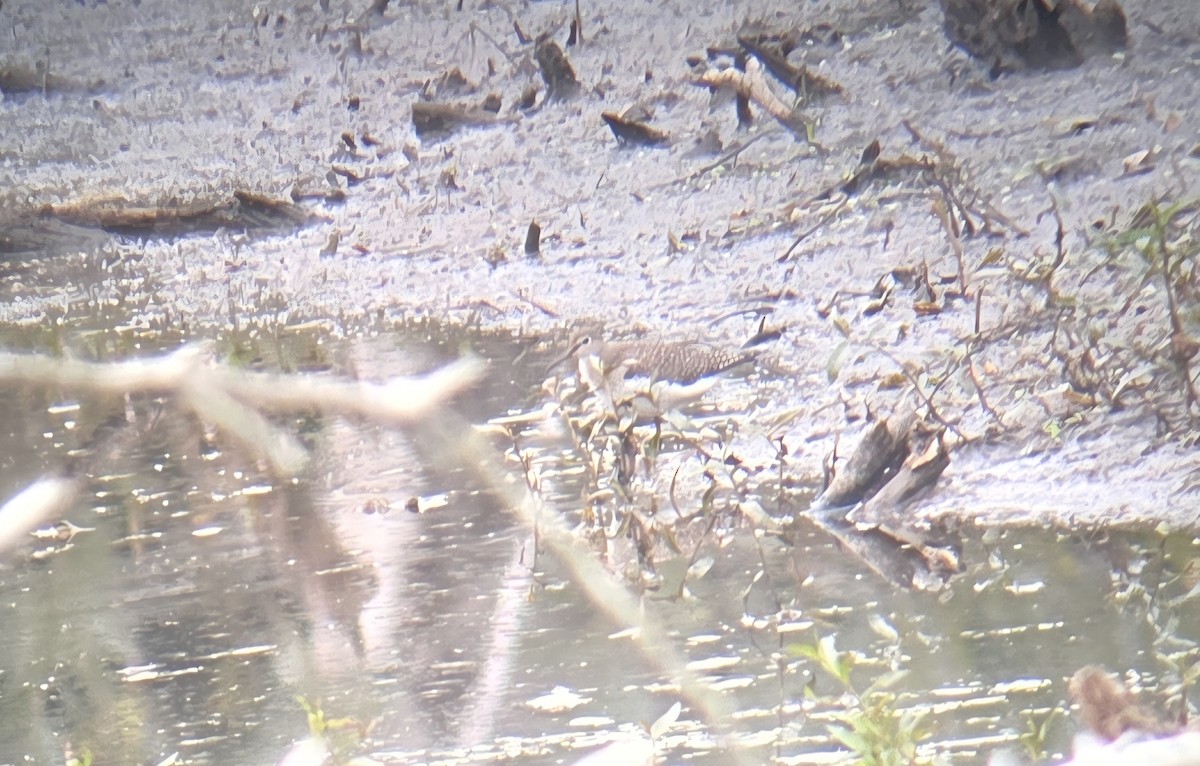 Solitary Sandpiper - ML641780615