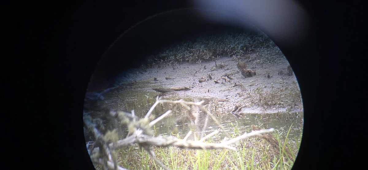 Solitary Sandpiper - ML641780616