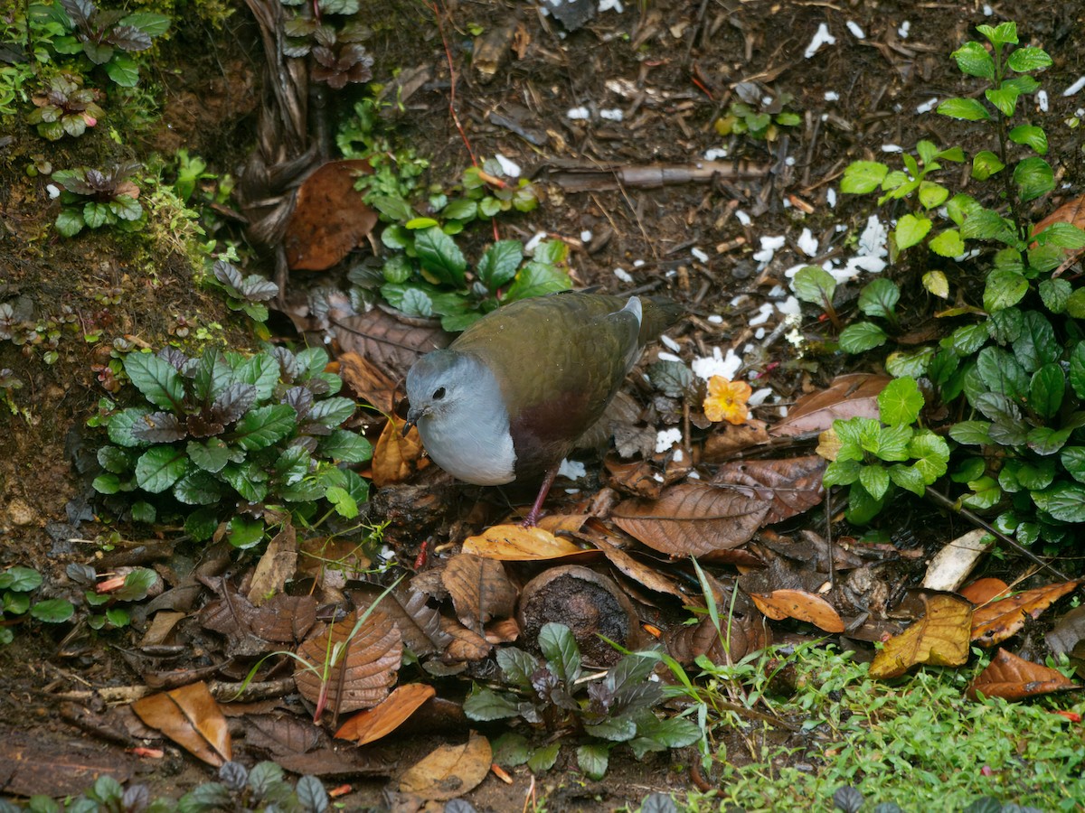 Gallicolombe de Beccari - ML641780669