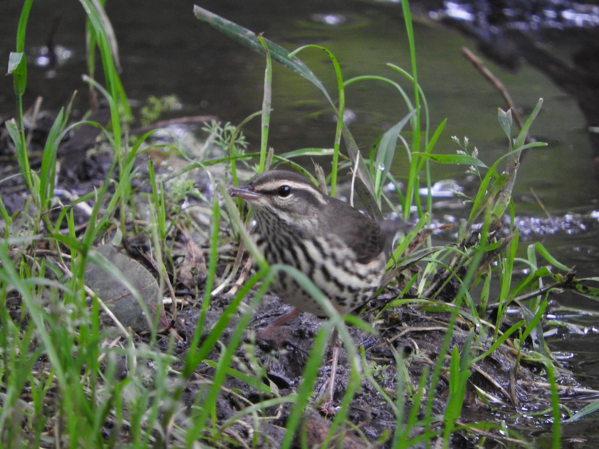 Northern Waterthrush - ML641780675