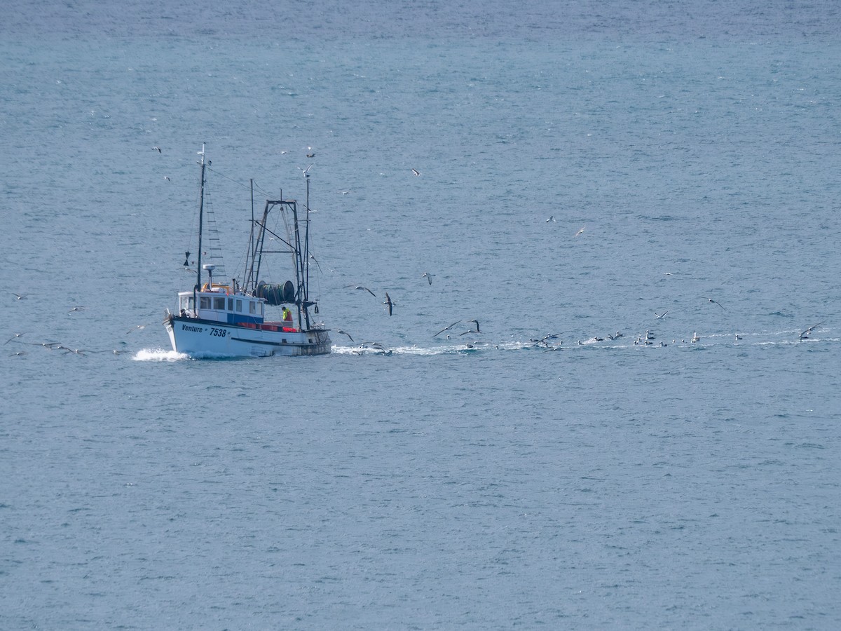 Buller's Albatross - ML641780683
