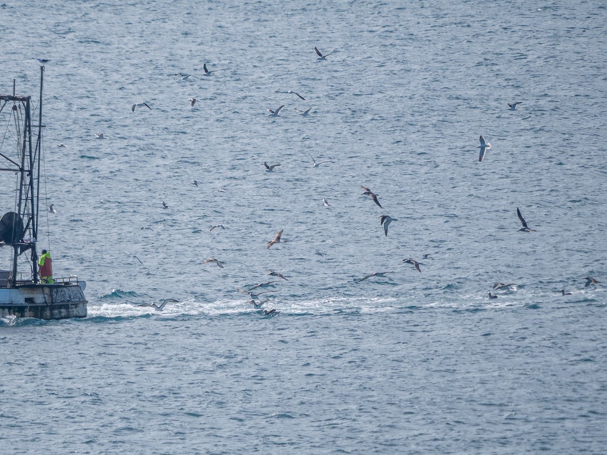 Buller's Albatross - ML641780686