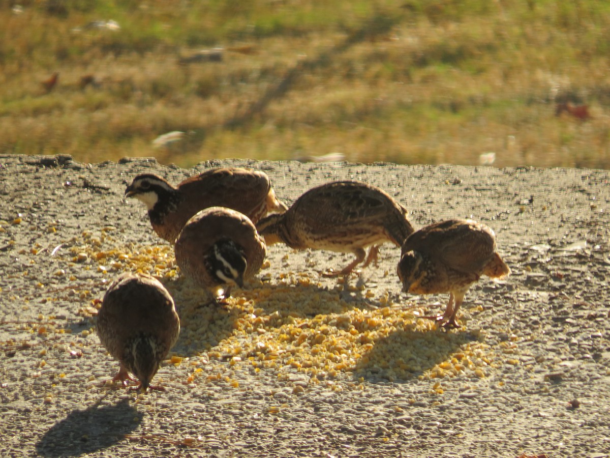 Northern Bobwhite - ML641780687