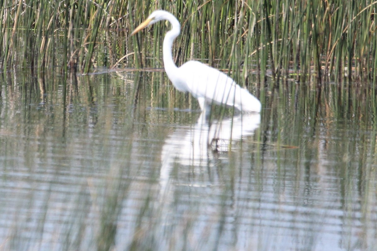egretthegre - ML641780695