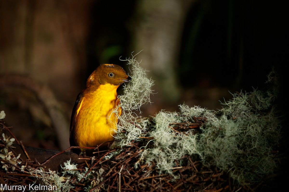 Golden Bowerbird - ML641780753