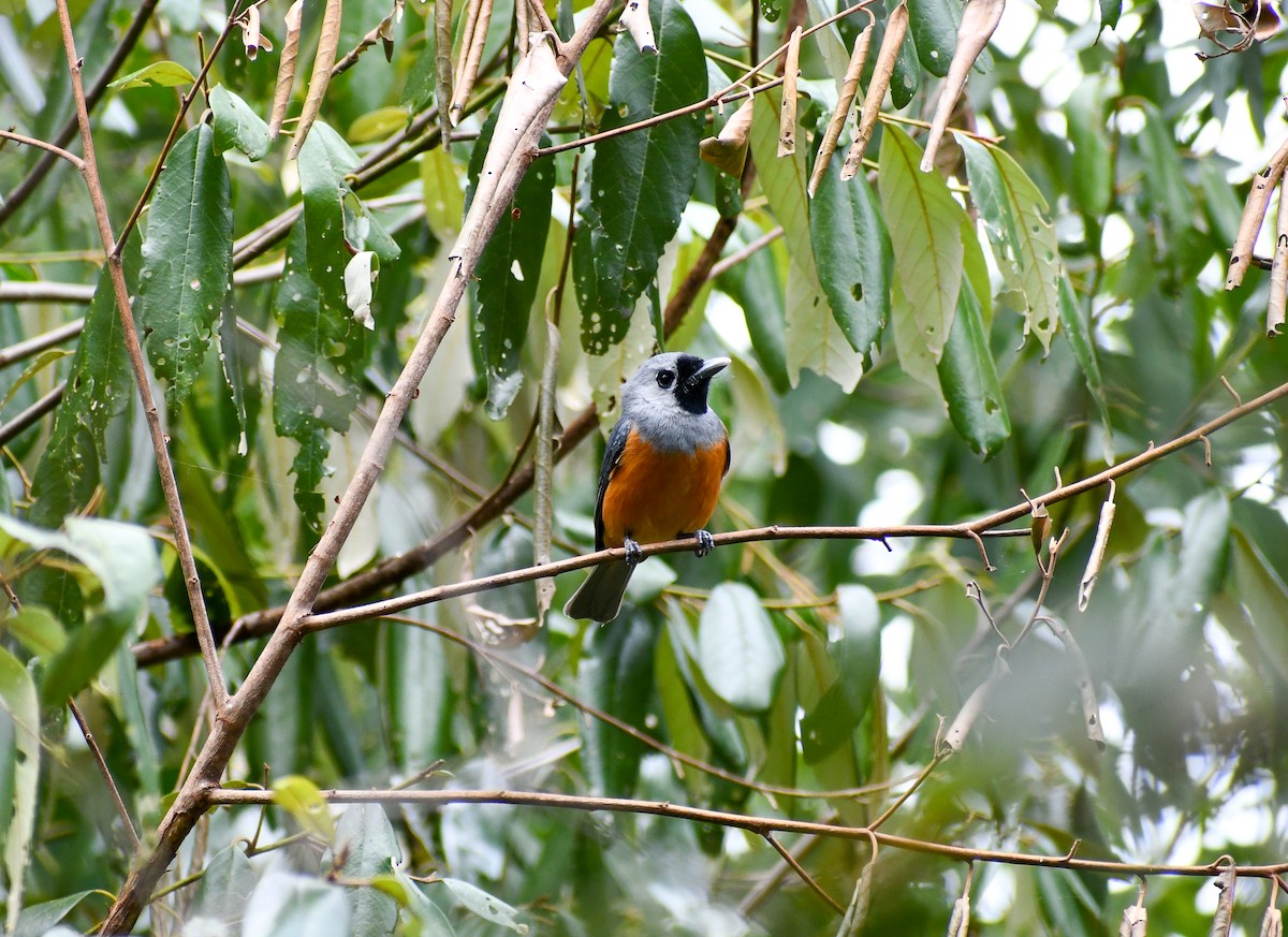 Black-faced Monarch - ML641780771