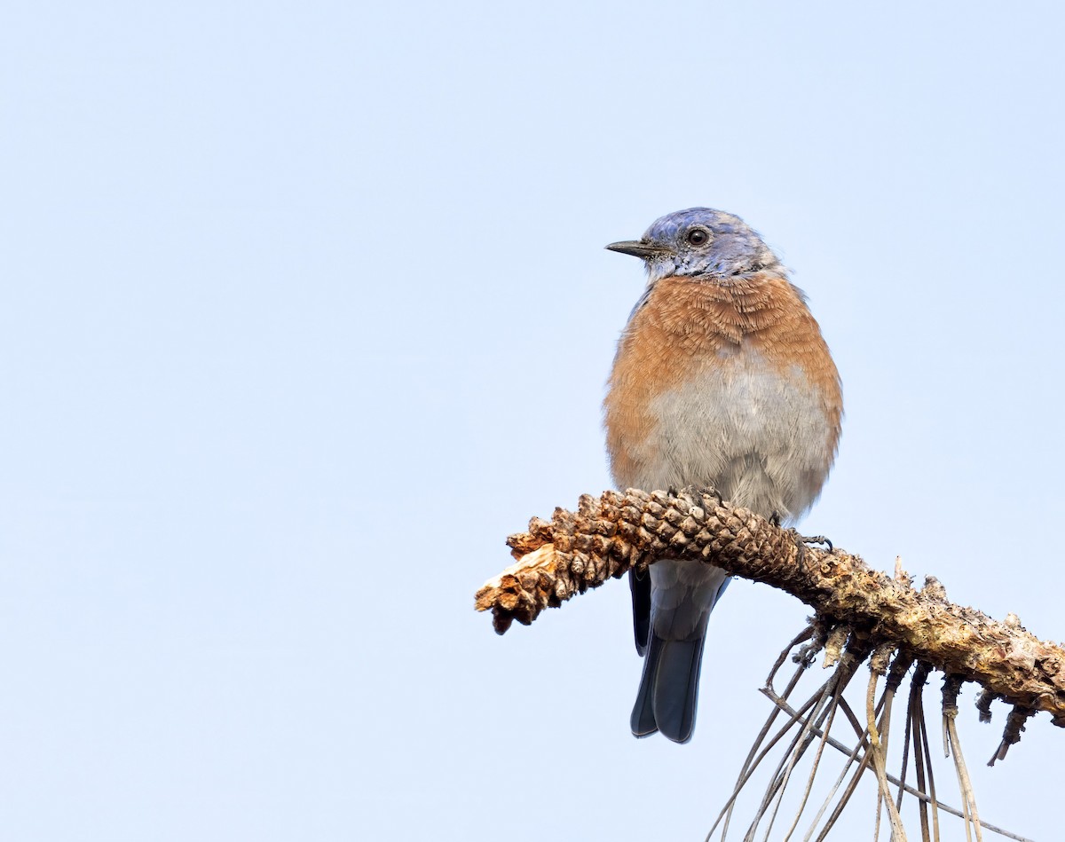 Western Bluebird - ML641780789