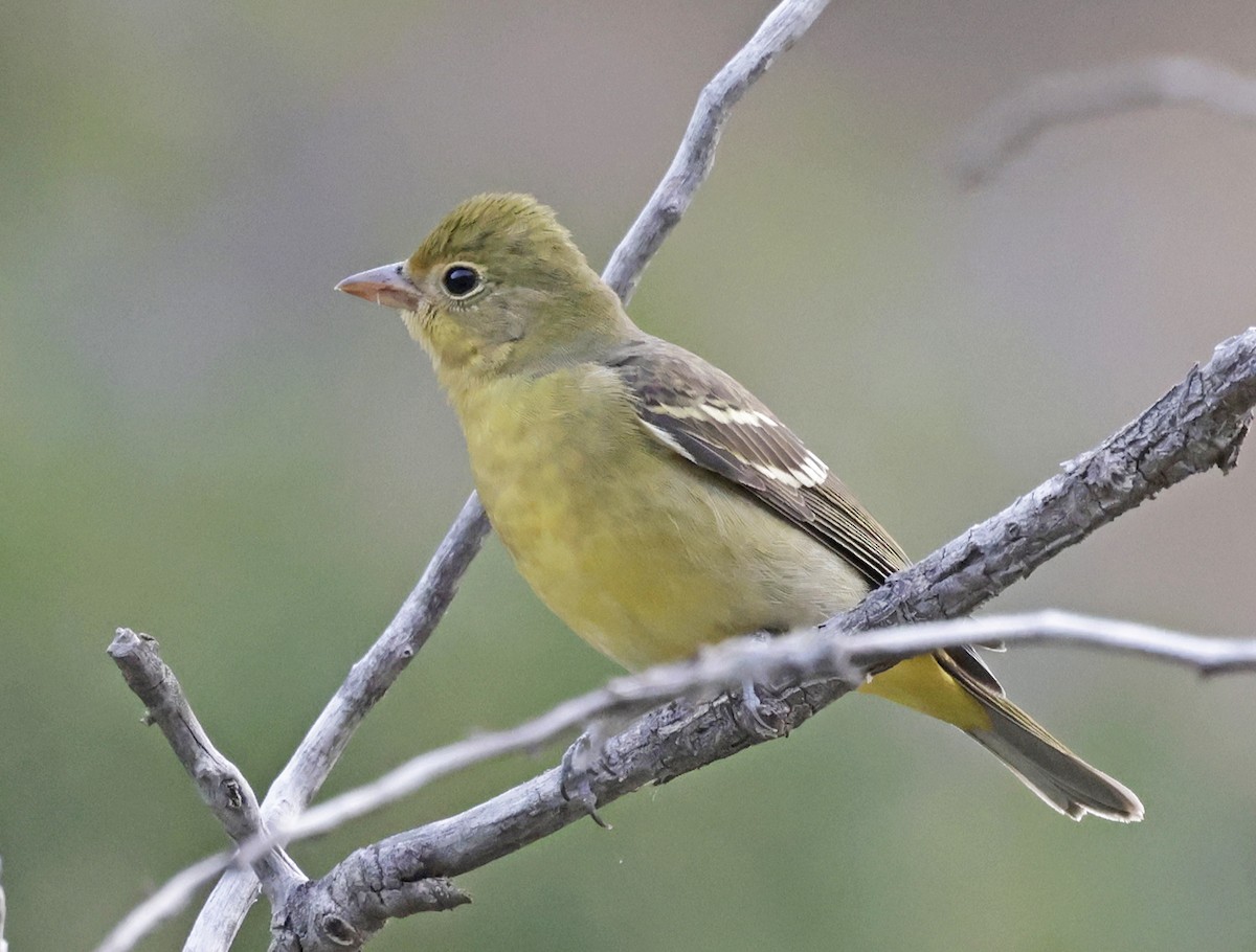 Western Tanager - ML641780793