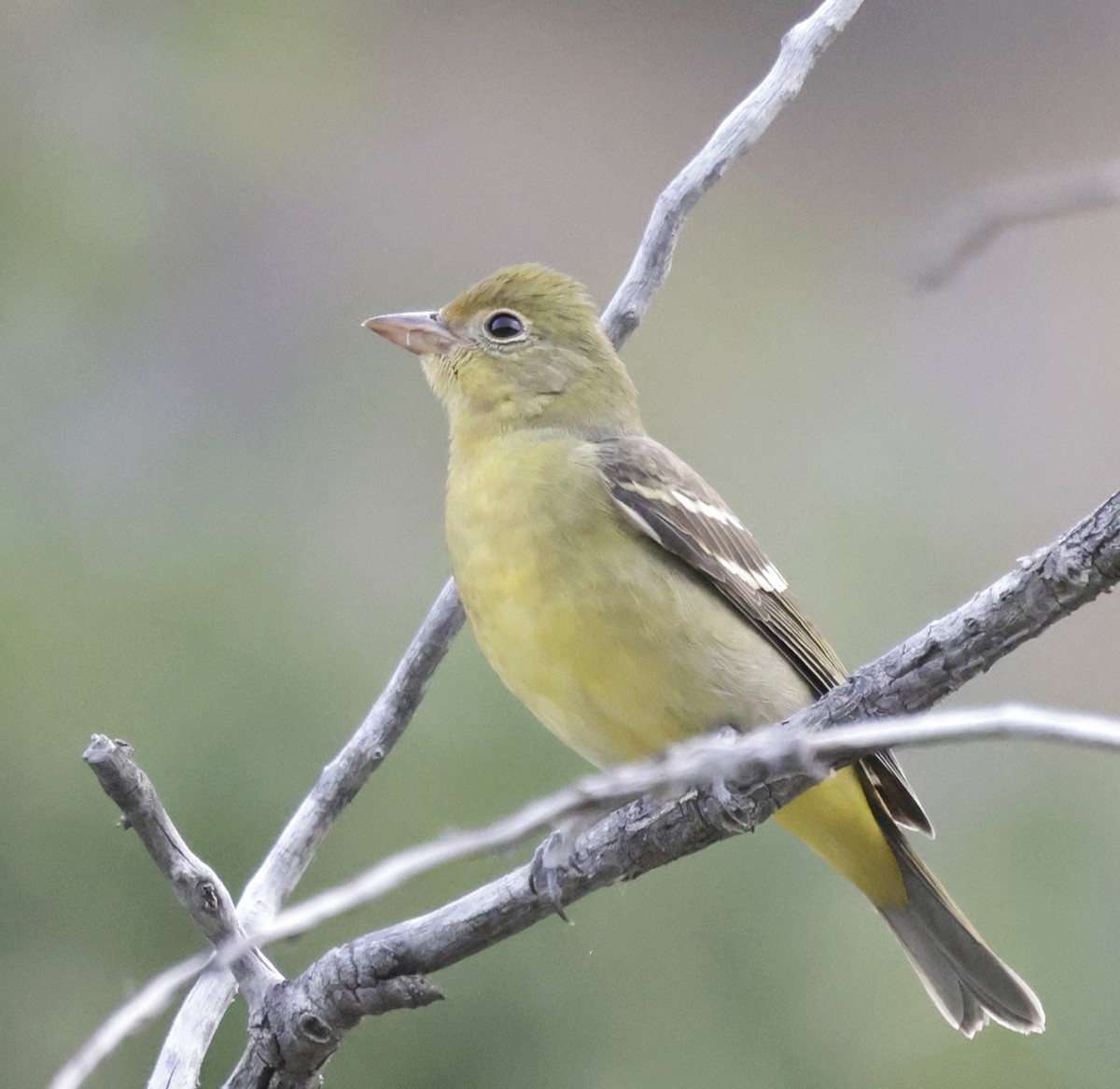 Western Tanager - ML641780794