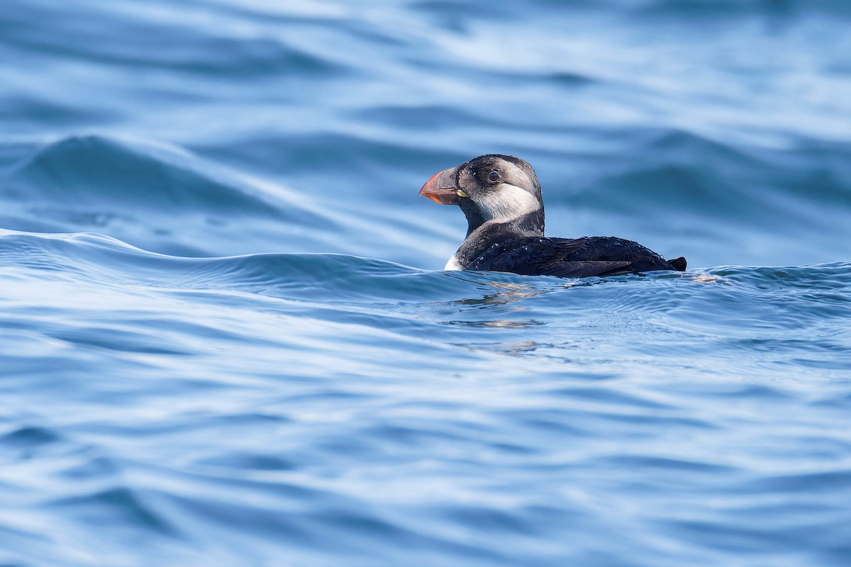 Horned Puffin - ML641780817