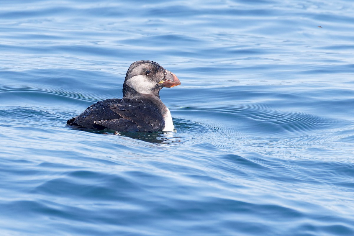 Horned Puffin - ML641780818