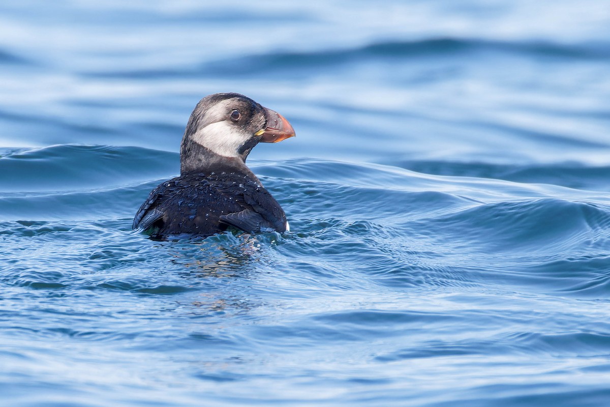 Horned Puffin - ML641780819