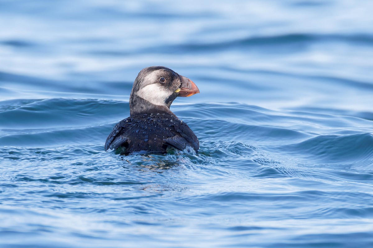 Horned Puffin - ML641780820