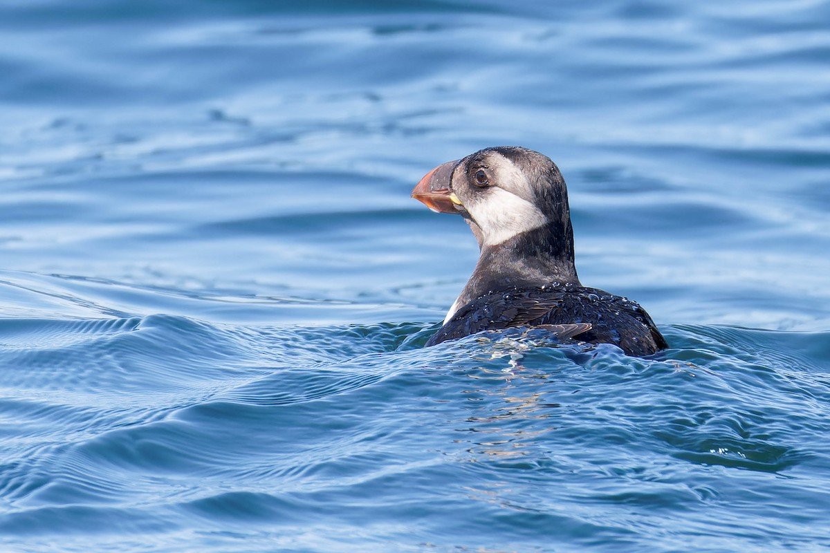 Horned Puffin - ML641780821