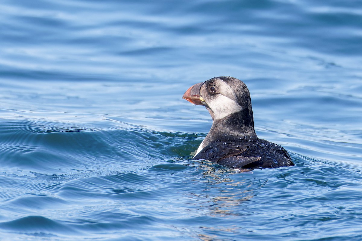 Horned Puffin - ML641780822