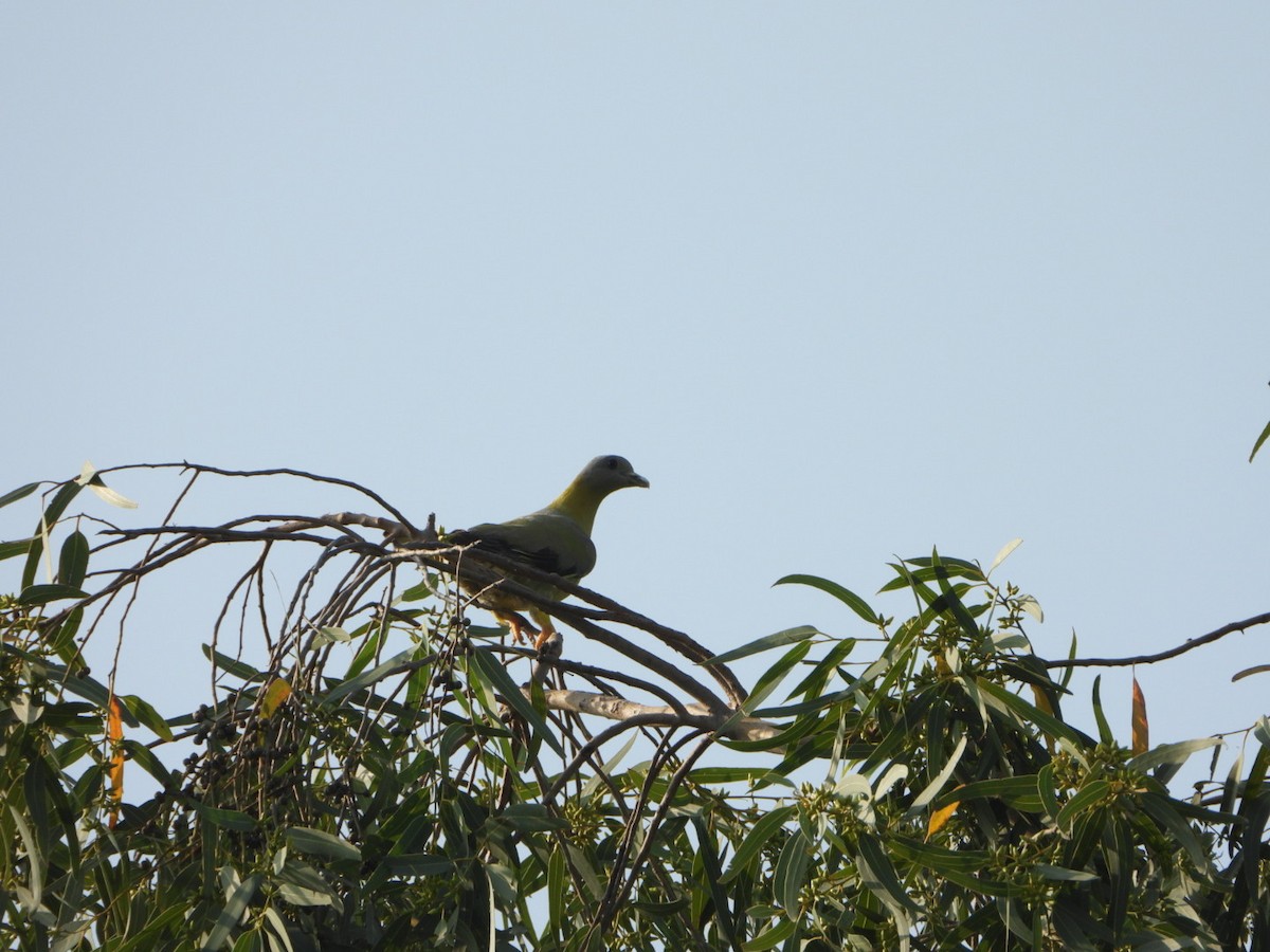 Vinago Patigualdo - ML641780857