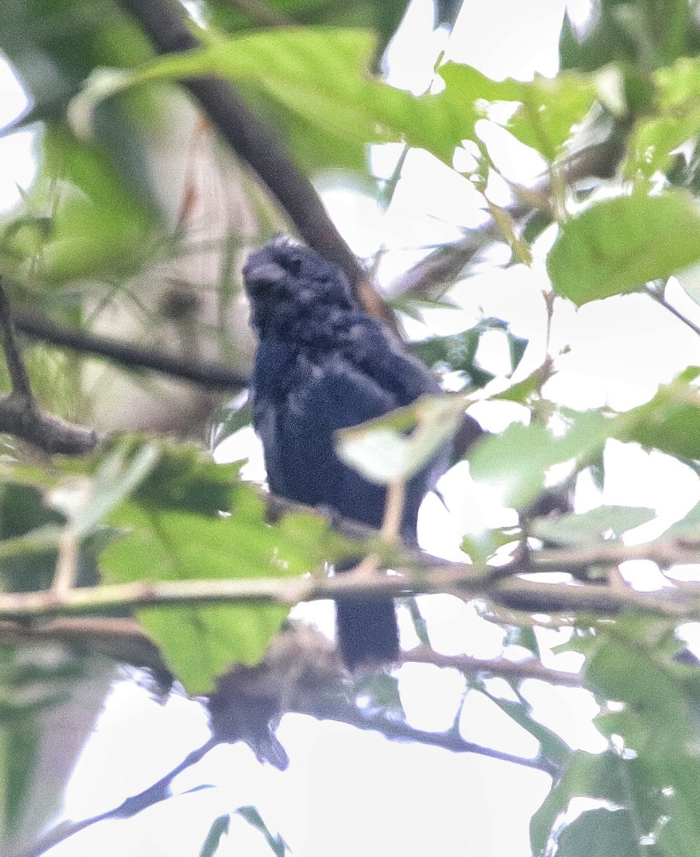 Blue Seedeater - ML641780892
