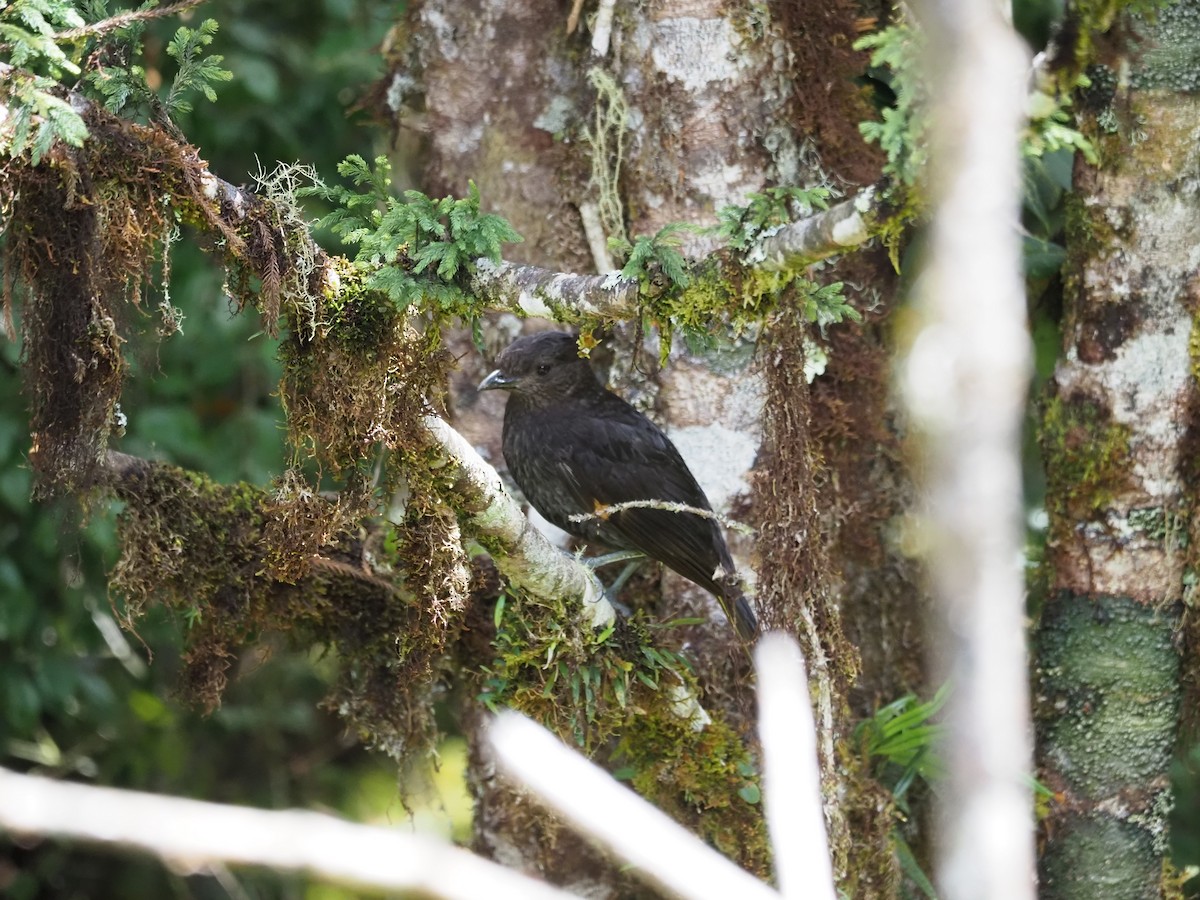Archbold's Bowerbird - ML641780894