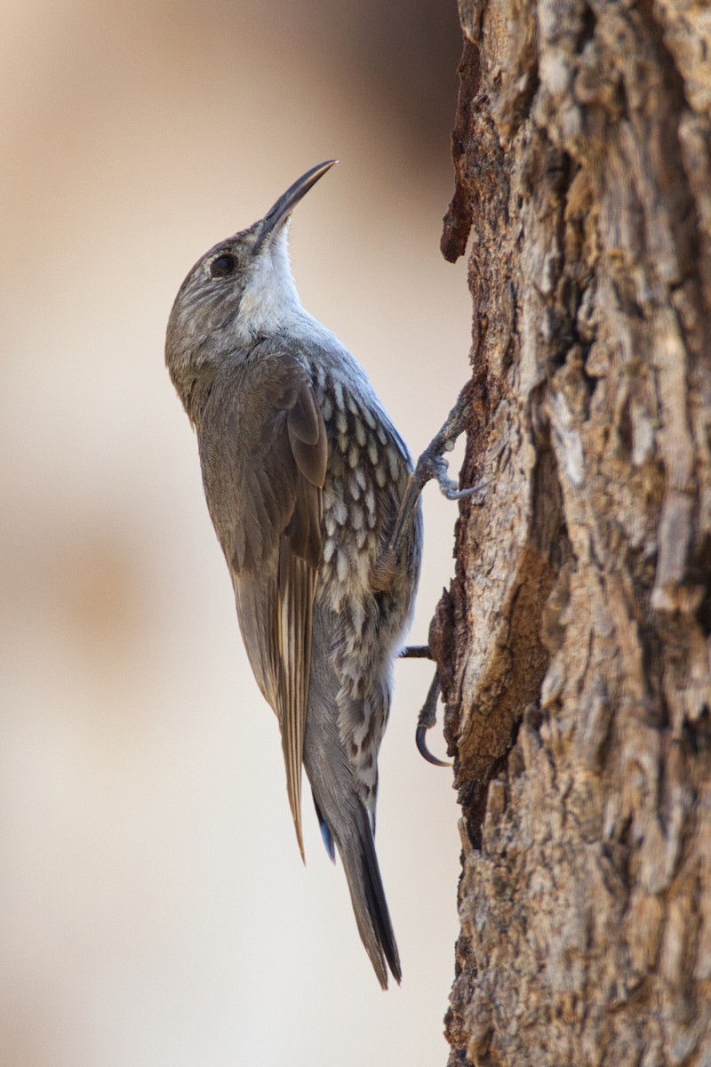 White-throated Treecreeper - ML641780899