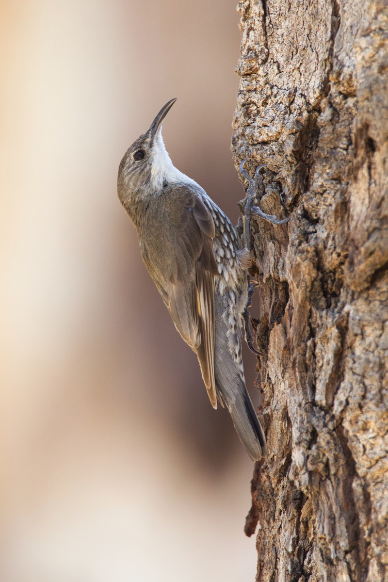 White-throated Treecreeper - ML641780900