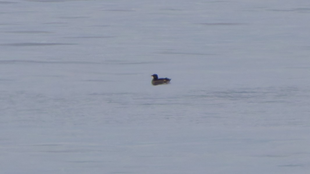 Rhinoceros Auklet - ML641780937