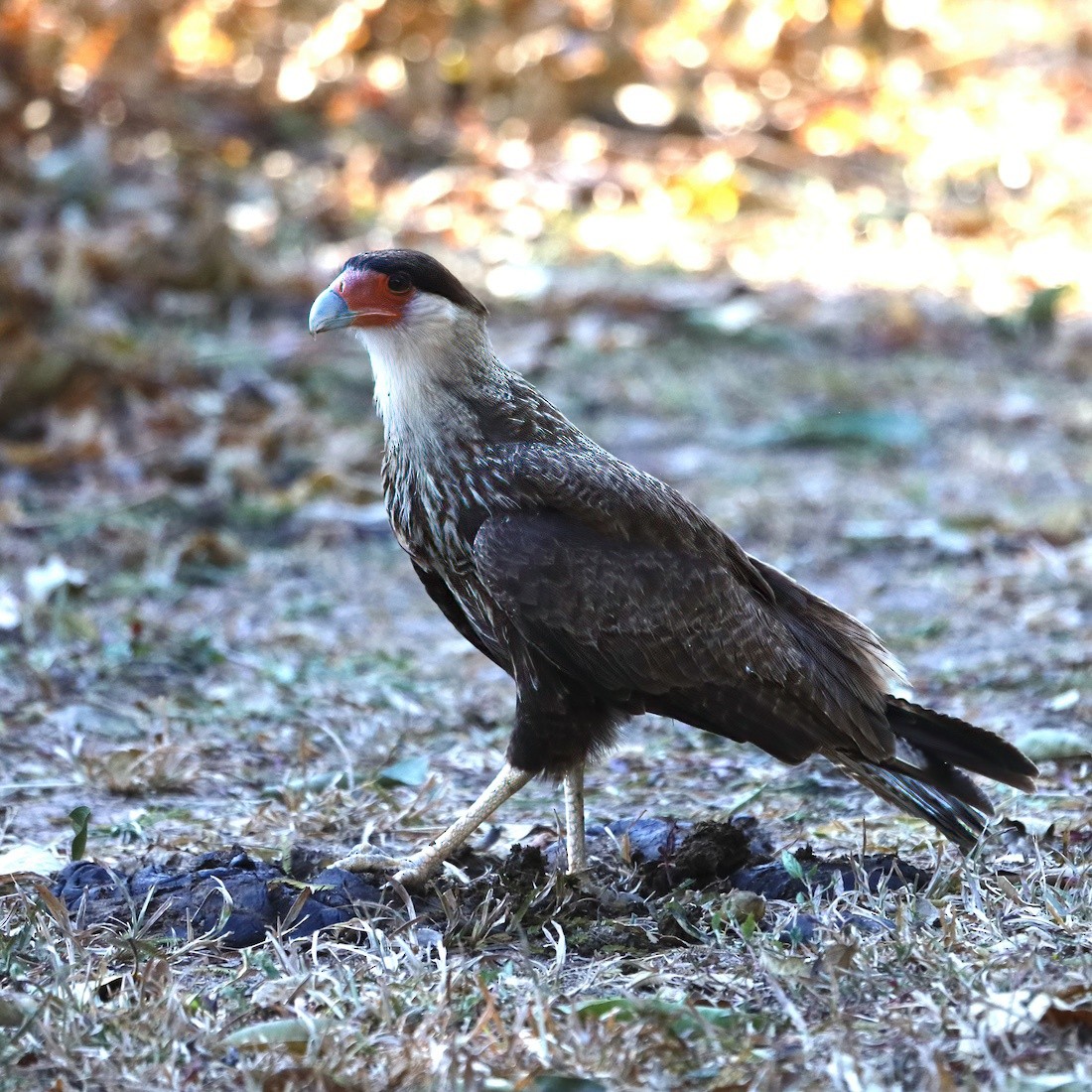 Crested Caracara - ML641780957