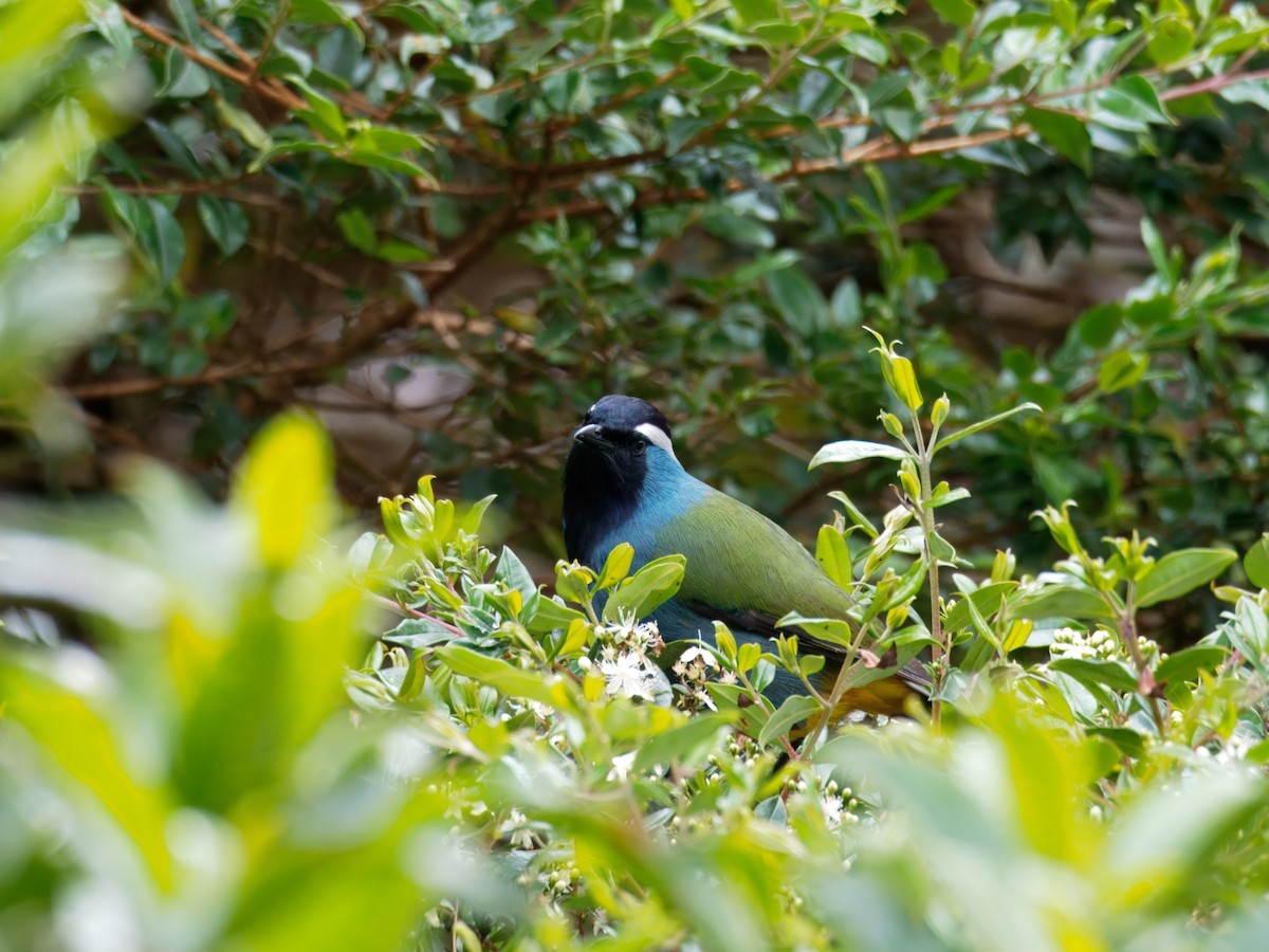 Eastern Crested Berrypecker - ML641780982