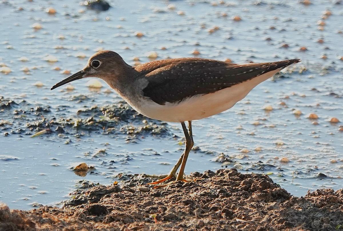 Solitary Sandpiper - ML641781036