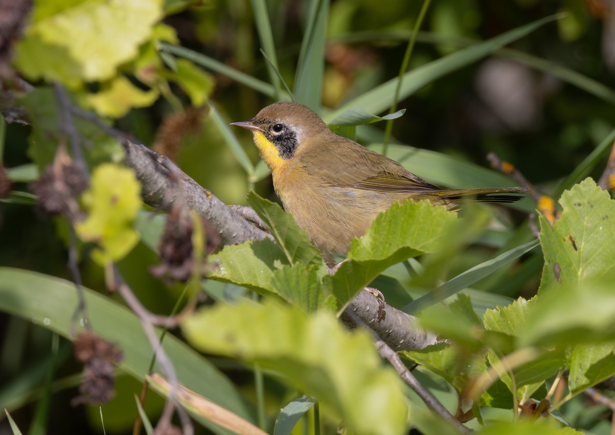 Common Yellowthroat - ML641781046