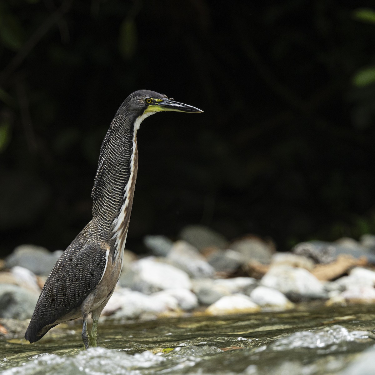 Fasciated Tiger-Heron - ML641781066