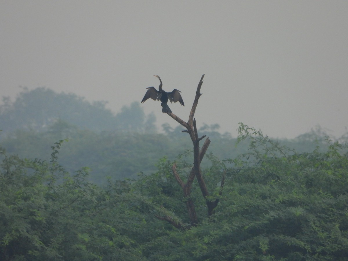 Oriental Darter - ML641781074