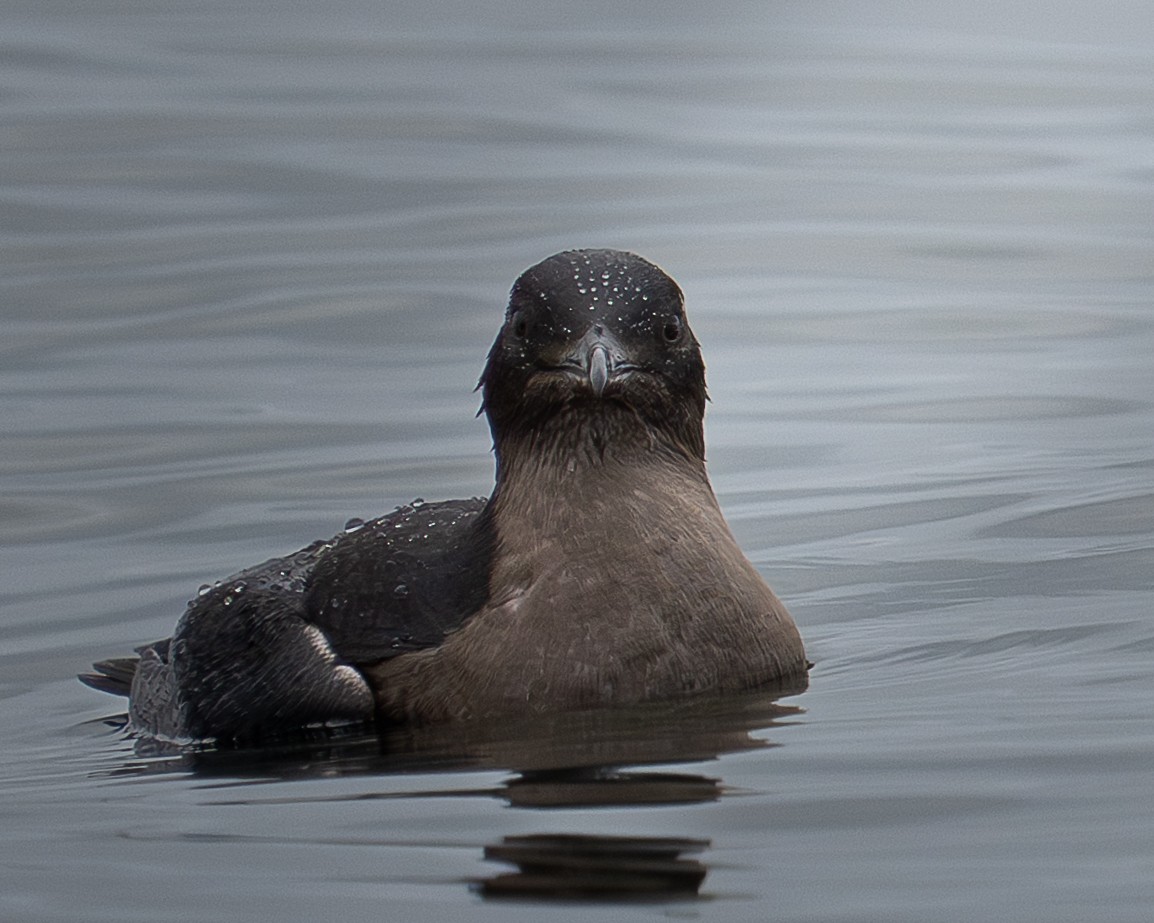 Rhinoceros Auklet - ML641781076