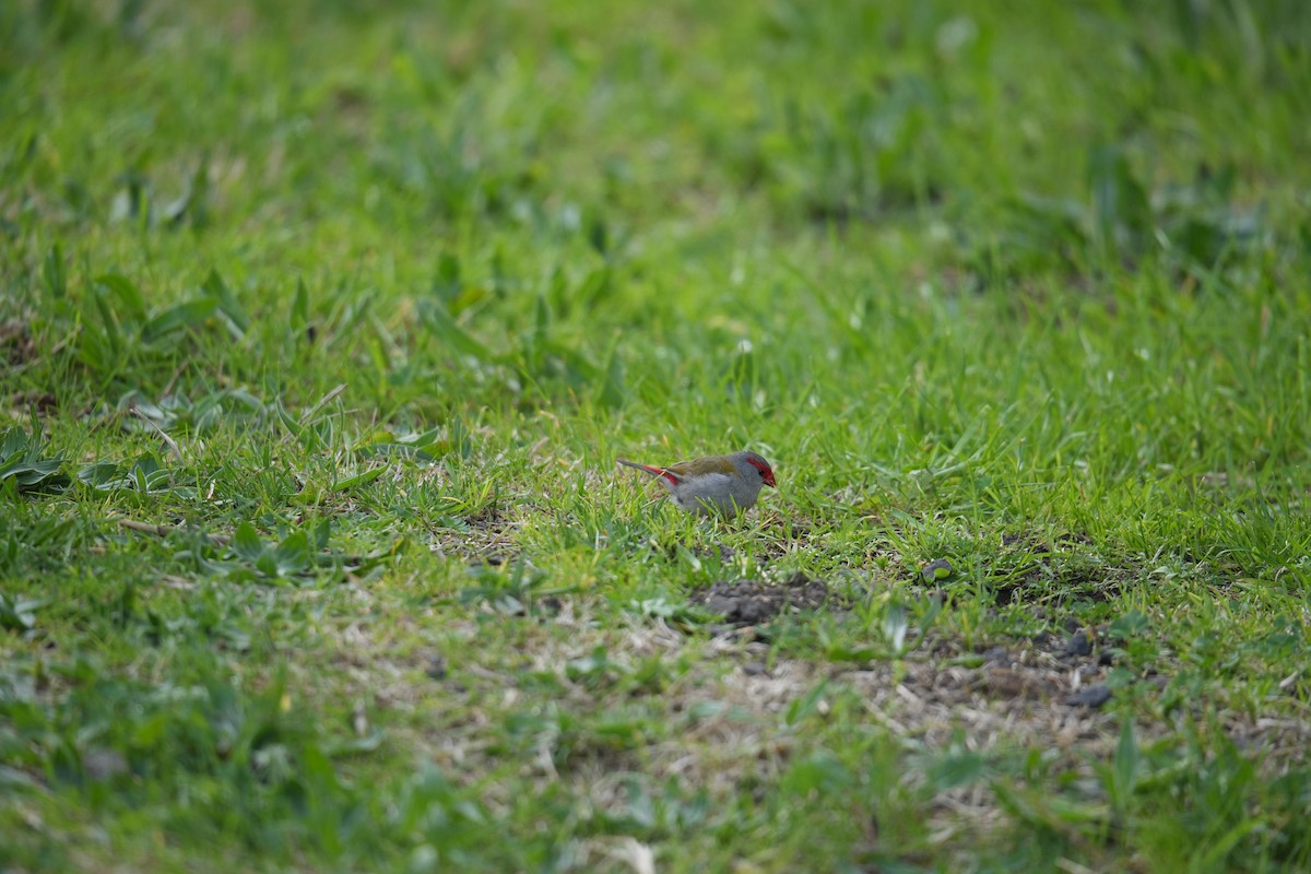 Red-browed Firetail - ML641781086