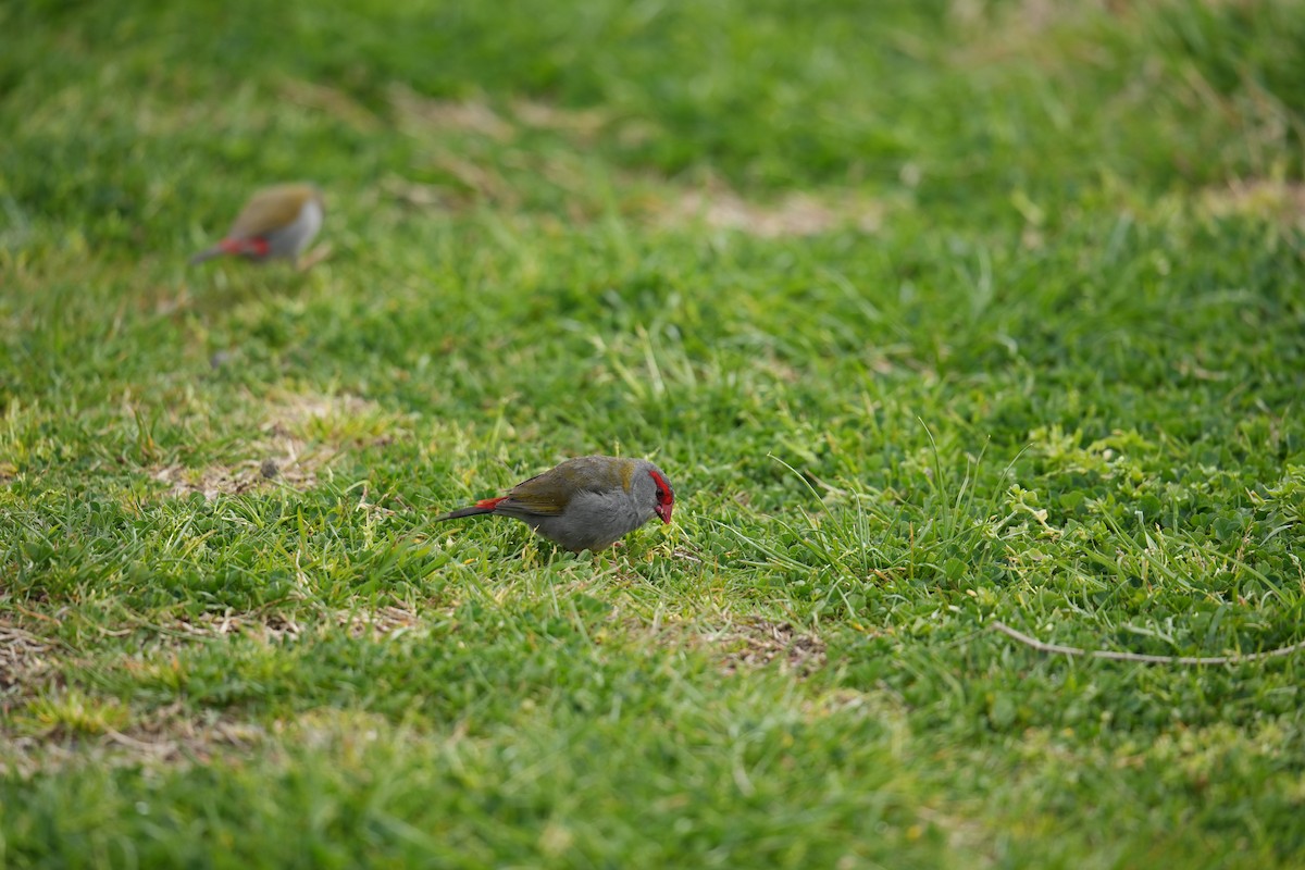 Red-browed Firetail - ML641781097