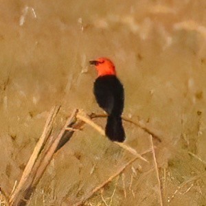 Scarlet-headed Blackbird - ML641781111
