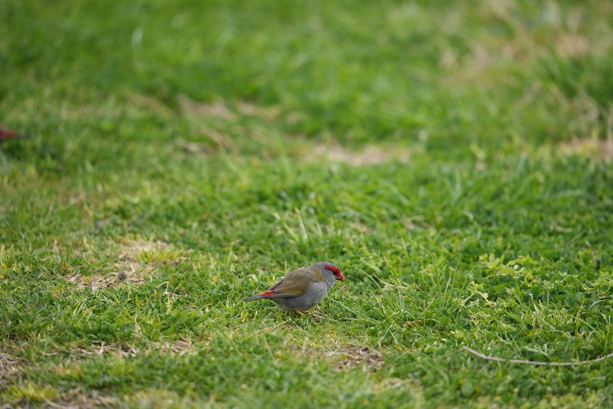 Red-browed Firetail - ML641781124