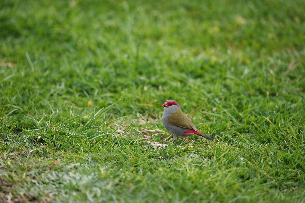 Red-browed Firetail - ML641781125